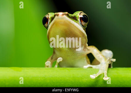 Weißlippen-Frosch (Hylarana Labialis) Stockfoto