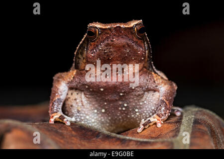 Black-spotted Sticky Frog (Kalophrynus Pleurostigma) in einem malaysischen Regenwald in der Nacht Stockfoto