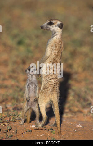 Erdmännchen Suricata, Suricatta, mit Baby, Kgalagadi Transfrontier Park, Northern Cape, South Africa Stockfoto