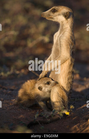 Erdmännchen, Suricata Suricatta Spanferkel jung, Kgalagadi Nationalpark, Northern Cape, Südafrika Stockfoto