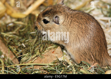 Mongolische Rennmäuse (Meriones) Stockfoto