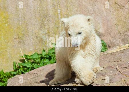 Eisbär (Ursus Maritimus) Stockfoto