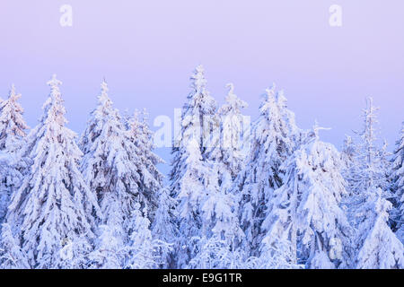 Winterwald Stockfoto