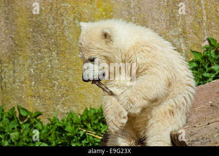 Eisbär (Ursus Maritimus) Stockfoto