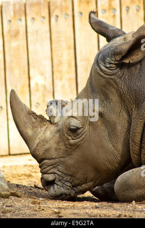 Breitmaulnashorn oder Square-lippige rhinoceros Stockfoto