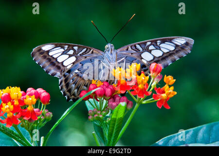 Clipper (Parthenos Sylvia) Stockfoto