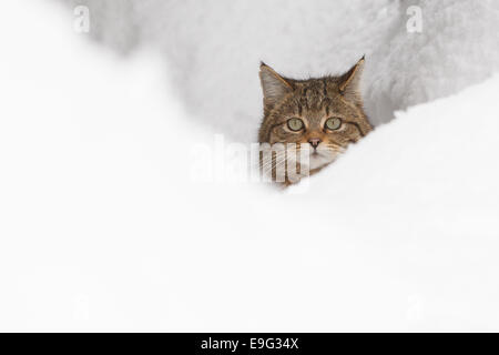 Europäische Wildkatze [Felis Silvestris Silvestris] Stockfoto