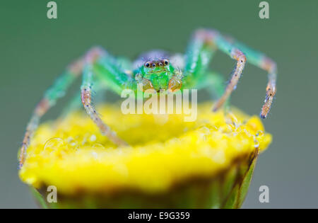 grüne Krabbenspinne [Diaea Dorsata] Stockfoto