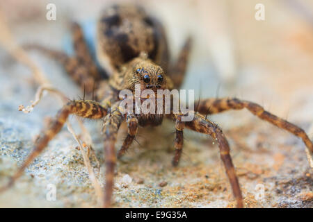 Wolfspinne [Familie Lycosidae] Stockfoto