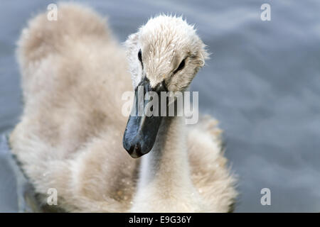 Kleiner Schwan in die Tierwelt sehr neugierig Stockfoto