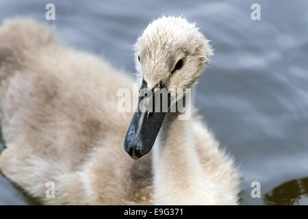 Kleiner Schwan in die Tierwelt sehr neugierig Stockfoto