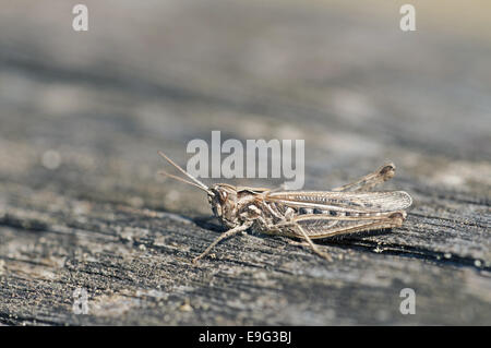 Bogen-winged Grashüpfer (Chorthippus Biguttulus) Stockfoto