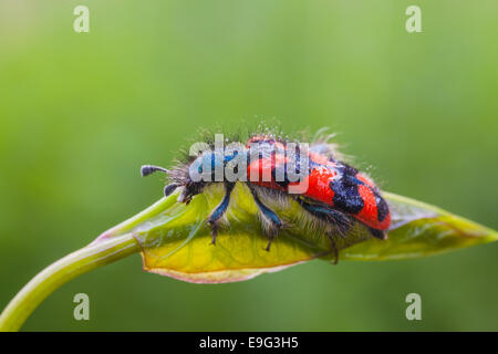 Bee Käfer Stockfoto