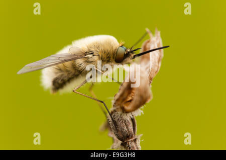 Biene fliegt [Familie Bombyliidae] Stockfoto