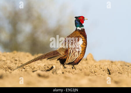 (gemeinsame) Fasan Phasianus colchicus Stockfoto