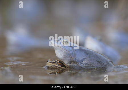 Moor Frosch (Rana Arvalis), weibliche und männliche Stockfoto