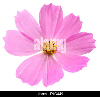 Kosmos-Blume Stockfoto