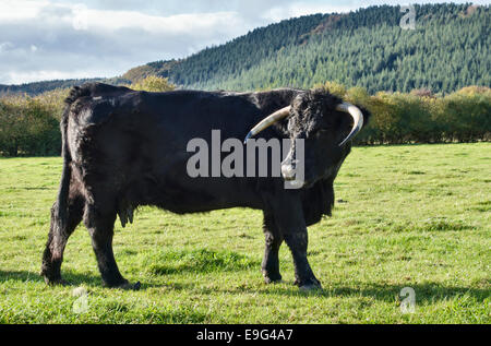 Ein Welsh Black / Aberdeen Angus cross Kuh mit intakten Hörnern Stockfoto