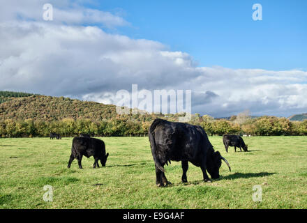 Eine Herde von Welsh Black/Aberdeen Angus Crosskühe, Herefordshire, Vereinigtes Königreich Stockfoto