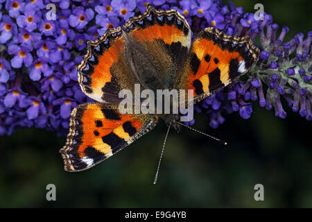 Kleiner Fuchs (Aglais Urticae) Schmetterling ernähren sich von Nektar der Sommerflieder Pflanze in einem englischen Landhaus-Garten Stockfoto