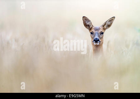 Erwachsene weibliche Rehe umwerben in einer Ackerfläche in der Sommer-Brunft, Norfolk, England Stockfoto