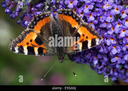 Kleiner Fuchs (Aglais Urticae) Schmetterling ernähren sich von Nektar der Sommerflieder Pflanze in einem englischen Landhaus-Garten Stockfoto