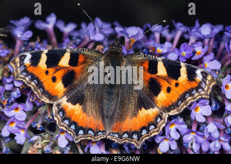 Kleiner Fuchs (Aglais Urticae) Schmetterling ernähren sich von Nektar der Sommerflieder Pflanze in einem englischen Landhaus-Garten Stockfoto