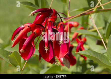 Erithrina Crista-galli Stockfoto