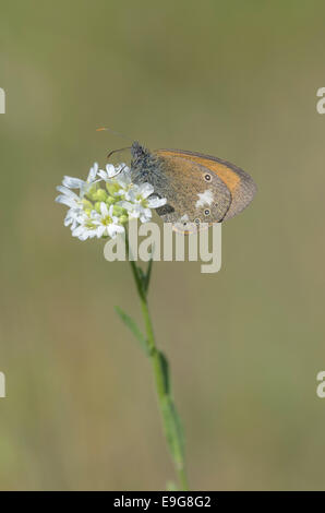 Kastanie Heide (Coenonympha Glycerion) Stockfoto