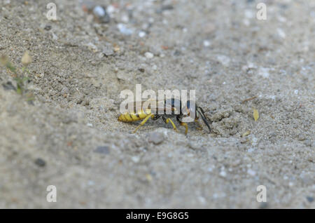 Europäische Beewolf (Philanthus Triangulum) Stockfoto