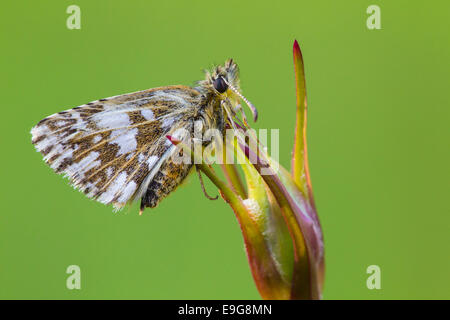 ergrauten skipper Stockfoto