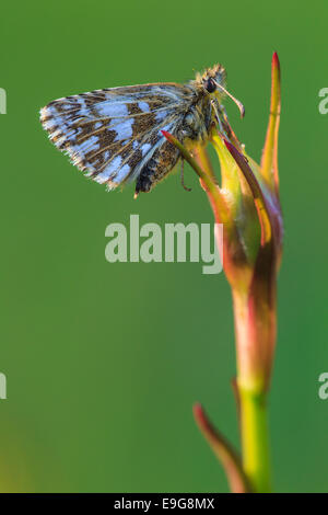 ergrauten skipper Stockfoto