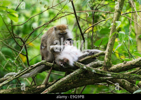 Krabbe-Essen Makaken (Macaca Fascicularis) weiblichen Krankenschwestern ihren Säugling und pflegt ein Familienmitglied zur gleichen Zeit Stockfoto