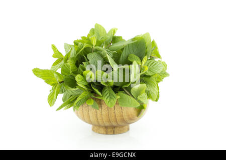 frische grüne Münzstätten Stockfoto