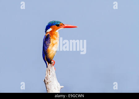 Nahaufnahme der Malachit-Eisvogel (Alcedo Cristata) thront auf einem Baumstumpf, Lake Kariba, Sambia Stockfoto