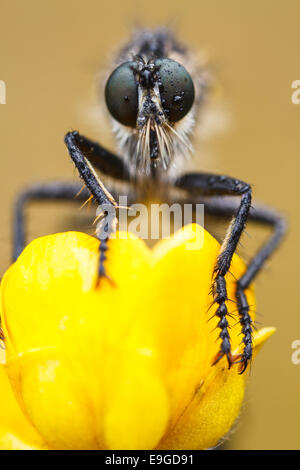 Robber Fly [Familie Asilidae] Stockfoto