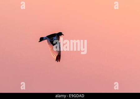 White-crowned Kiebitz (Vanellus Albiceps) während des Fluges bei Sonnenaufgang, Lake Kariba, Sambia Stockfoto