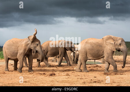 Elefanten-Herde, Loxodonta Africana, Addo Elephant National Park, Eastern Cape, Südafrika Stockfoto