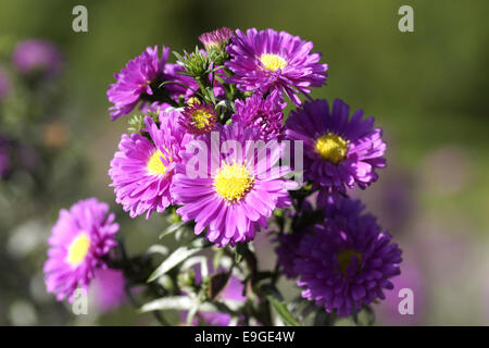 Heide Aster - Aster ericoides Stockfoto