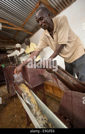 Bauern betreiben eine Kaffeemaschine zerdrücken Orinde Farmers' Cooperative Society in Rachuonyo Süden, Kenia. Stockfoto