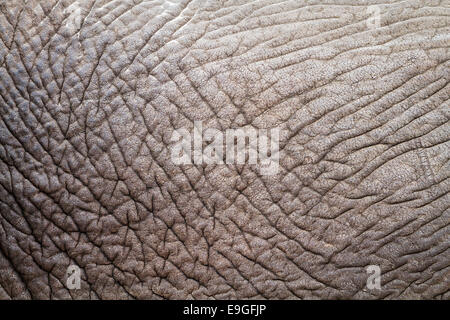 Nahaufnahme der faltige Haut eines afrikanischen Elefanten (Loxodonta Africana) enthüllt, abstrakte Informationen, Muster und Texturen Stockfoto