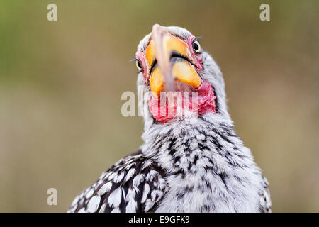 Nahaufnahme von einem südlichen gelb-billed Hornbill (Tockus Leucomelas) in Botswana Stockfoto