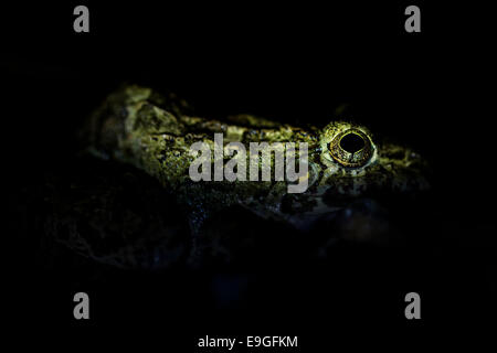 Asiatische Grasfrosch (Fejervarya Limnocharis) Stockfoto