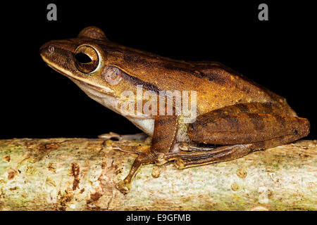 Gemeinsamen Laubfrosch (Polypedates Leucomystax) Stockfoto