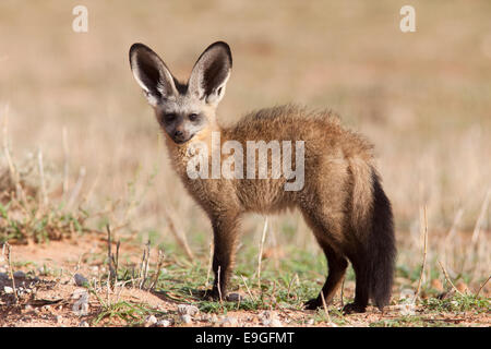 Hieb-eared Fuchs, Otocyon Megalotis Kgalagadi Transfrontier Park, Südafrika Stockfoto