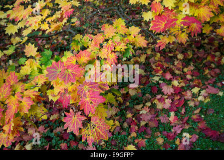 Acer Japonicum Vitifolium. Downy japanischer Ahorn oder Vollmond Ahorn Blätter Farbwechsel im Herbst Stockfoto