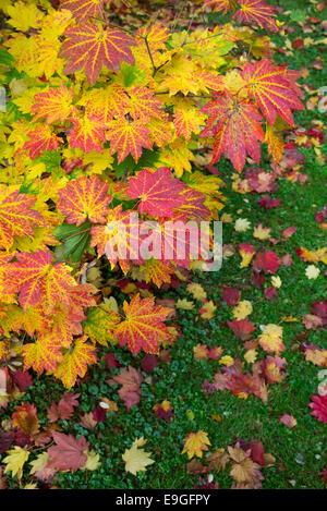 Acer Japonicum Vitifolium. Downy japanischer Ahorn oder Vollmond Ahorn Blätter Farbwechsel im Herbst Stockfoto