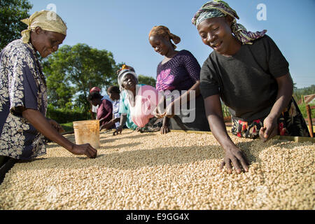 Genossenschafterinnen und Genossenschafter sortieren Kaffee beim Trocknen Betten im Orinde Farmers Cooperative Society in Rachuonyo Süden, Kenia. Stockfoto