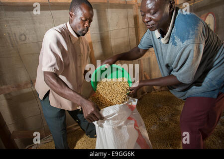 Bauern Beutel Kaffeebohnen Kabondo Farmers' Cooperative Society in Rachuonyo Süden, Kenia. Stockfoto