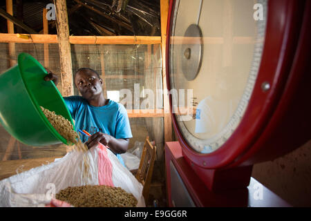 Ein Landwirt wiegt Kaffee mit neue Maßstäbe bei Kabondo Farmers Cooperative Society in Rachuonyo Süden, Kenia. Stockfoto